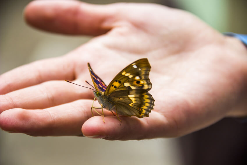 Black butterfly meaning