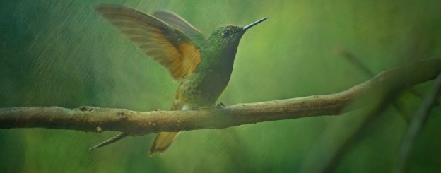 hummingbird symbolism