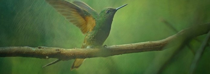 hummingbird symbolism