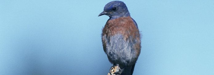 bluebird meaning