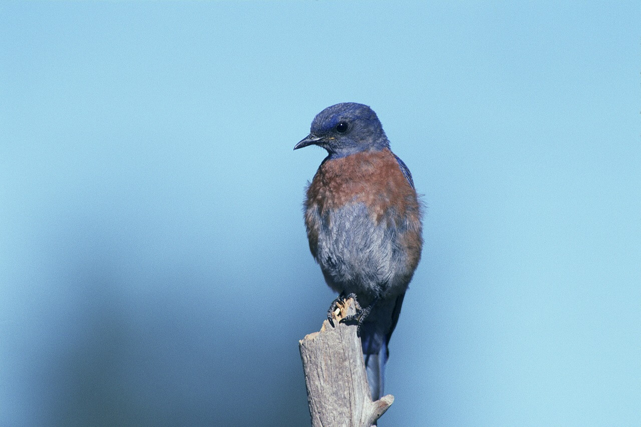 Bluebird Meaning The Spiritual Meaning Of Bluebird