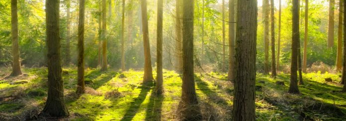 tree energy healing