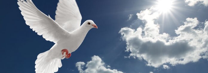 dove symbolism