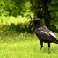 crow spirit animal