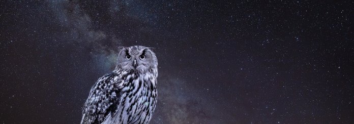 Owl Spirit Animal