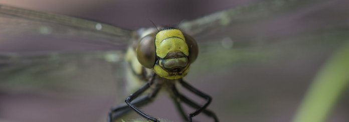 dragonfly meaning