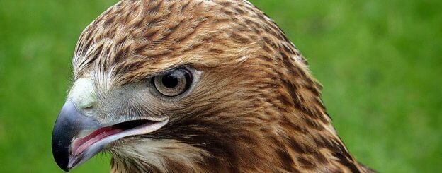 Hawk Symbolism