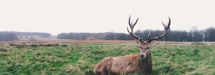 Deer Symbolism