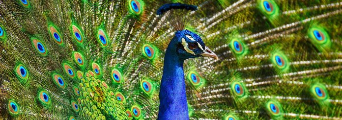 Peacock Feather