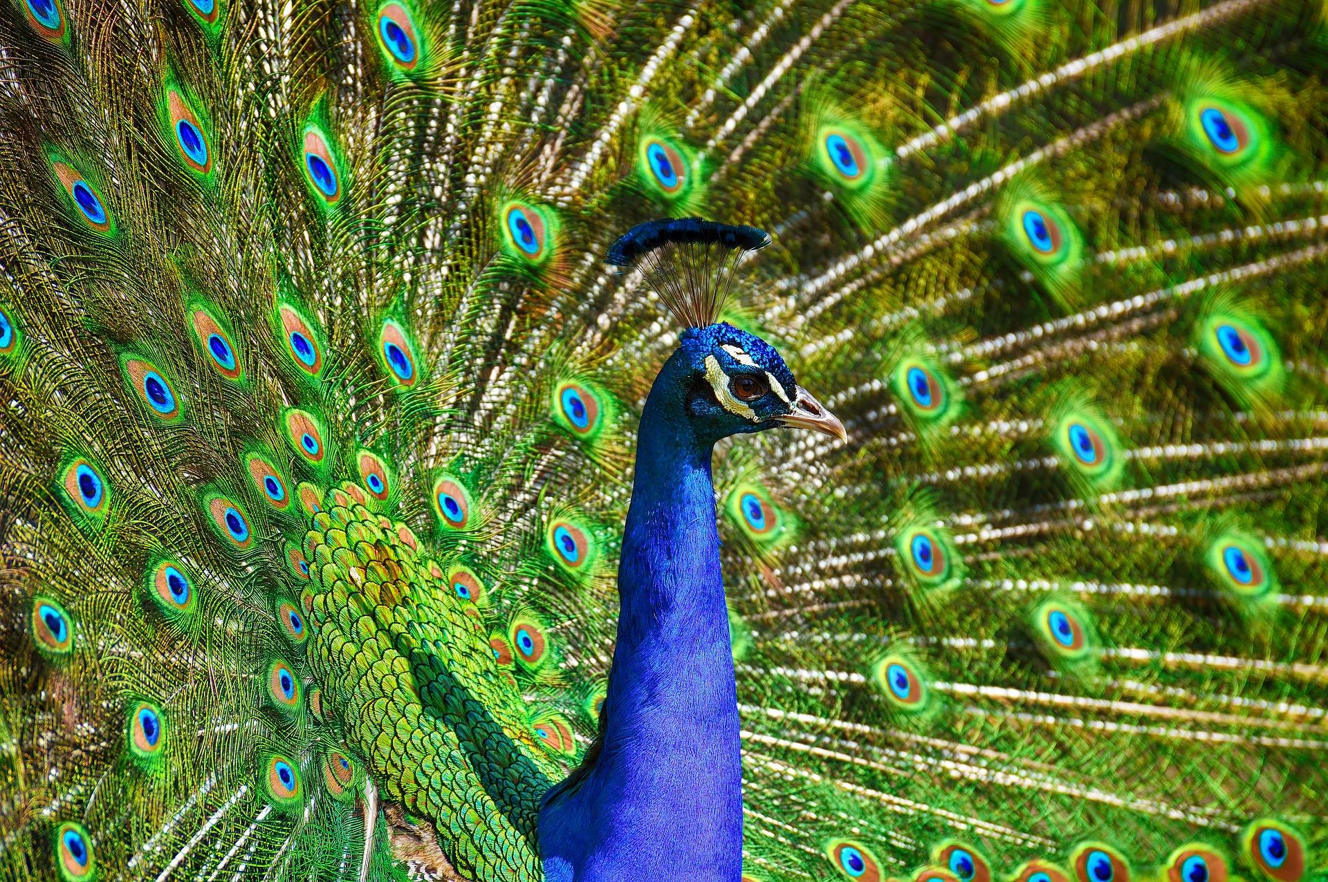 Peacock Feather Symbolism