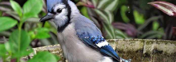 Blue Jay Symbolism