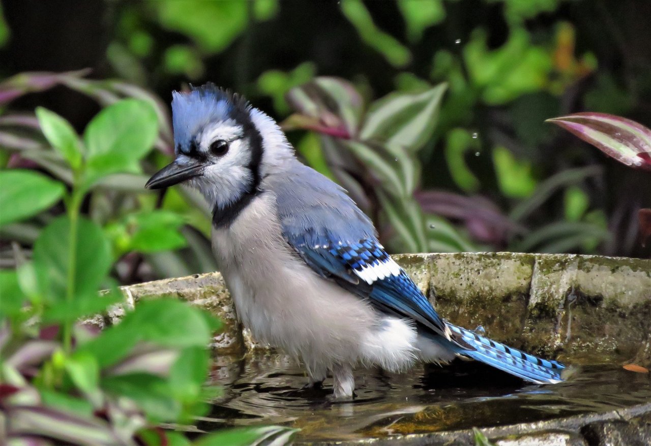 Blue Jay Symbolism Are Blue Jays Good To Have Around