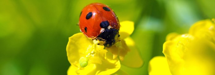 Ladybug meaning