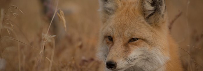 Fox symbolism