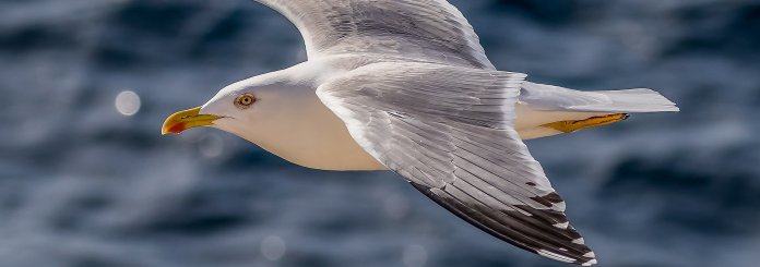 seagull symbolism